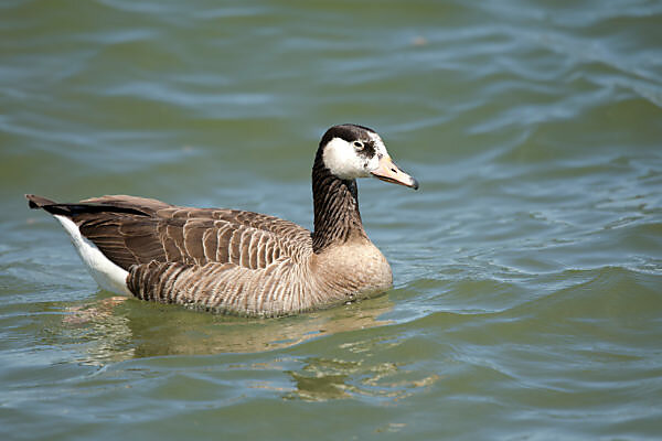 Bildagentur mauritius images Canada goose and grey goose